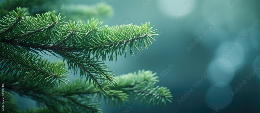 Poster pine tree branch close-up with blurred backdrop