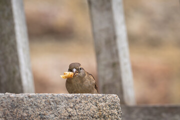 Female house sparrow (Passer domesticus) holding a french fry in its beak. Sparrow sitting on stone building detail with leftover food in beak.