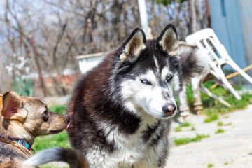 husky dog photos