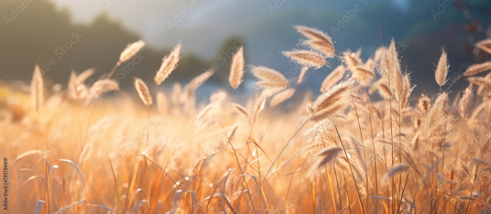 Wall mural Tall grass waving in field against distant mountains