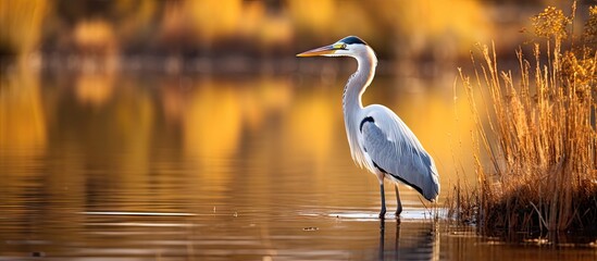 Heron stands in water by reeds