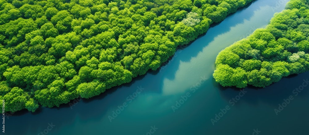 Canvas Prints River flowing through lush woodland