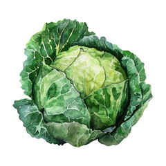 Fototapeta premium Watercolor cabbage on white background