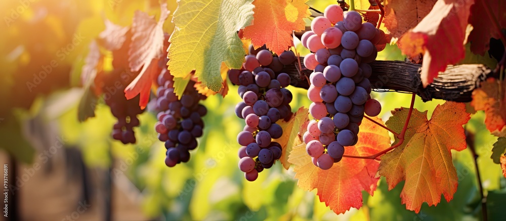 Poster Grapes on vine with leaves