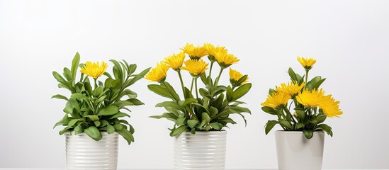Yellow flowers in white vases on white table