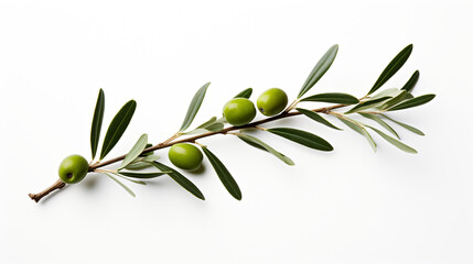 olive branch on white background, center image is blank сreated with Generative Ai