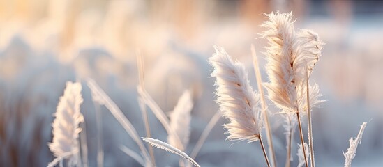Field of tall grass and white flowers on snowy ground - obrazy, fototapety, plakaty