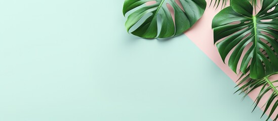 Close-up of lush green plant on pink and blue backdrop - obrazy, fototapety, plakaty
