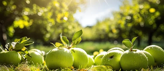 Fotobehang Apples on grass in tree-filled field © Ilgun