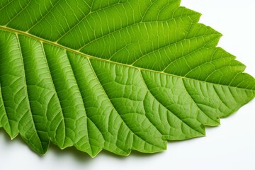 b'Green leaf texture close up'