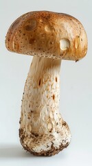 Close up photo of a large brown mushroom