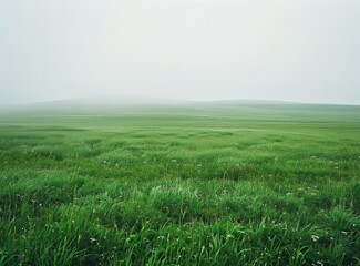 Green Grass Field Under The Fog