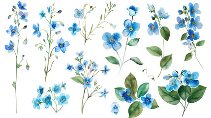 Set of forget me not flowers watercolor clipart isolated on white or transparent background png cutout clipping path