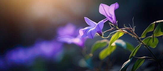Purple flowers bloom in sunlight on sunny day