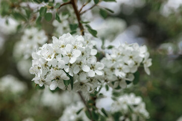 White inflorescence on blooming tree branch in blossoming spring garden 