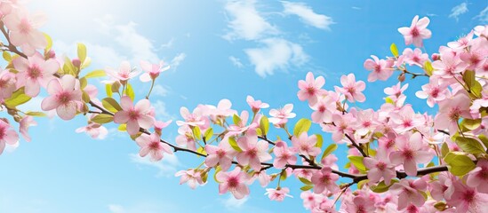 Tree branch with pink blossoms under blue sky