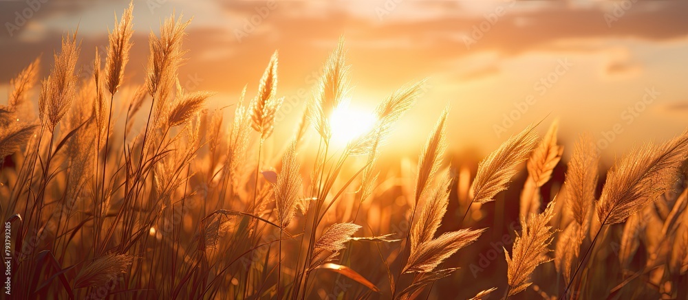 Wall mural Giraffes in a grassy field at sunset