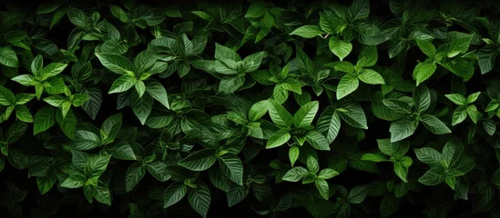 Foto op Plexiglas A green plant with lush foliage © Ilgun