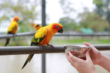 Close-up hand holding sunflower seeds feeding macaw bird animal in zoo. - 793794227