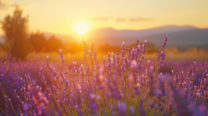 A breathtaking sunset illuminates a sea of purple lavender, casting a warm, ethereal light across the fragrant fields. - obrazy, fototapety, plakaty