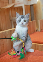 Portrait of cute American short hair cat playing feathers toy while sitting in house. - 793795652