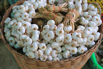 Garlic bunch in basket after harvest tied to easy for store and sale. - 793796088