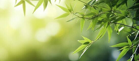 Bamboo tree with lush green leaves in sunlight