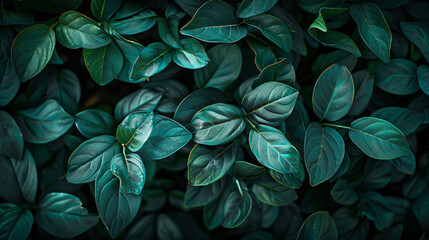 Closeup of green leaves in dark tones as natue background