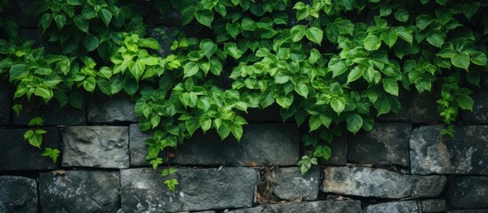 Stone wall covered with lush green leaves