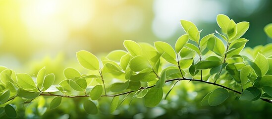 Sunlit green plant leaves close up - obrazy, fototapety, plakaty