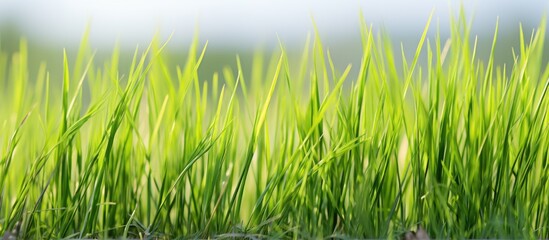 Obraz premium Green grass growing in water field