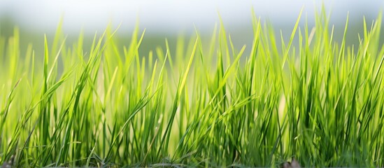 Green grass growing in water field - Powered by Adobe