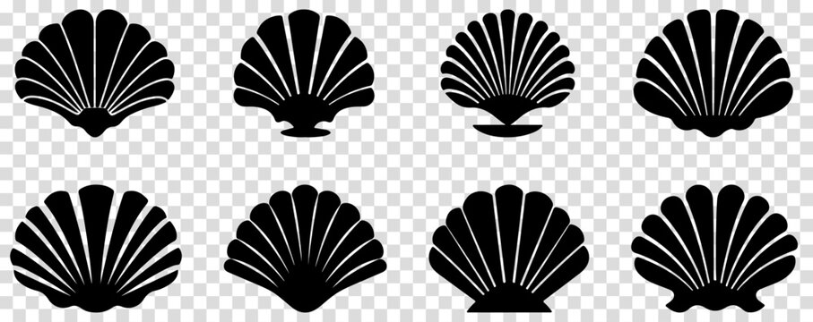 Set of shell icons. Vector illustration isolated on transparent background