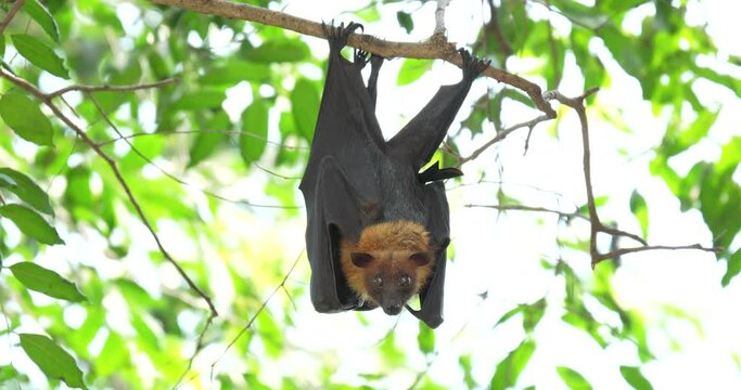 Fruit bats hanging upside down on a branch (Lyle's flying fox or Pteropus lylei) in Thailand. High definition shot at 4K, Slow motion video footage.
