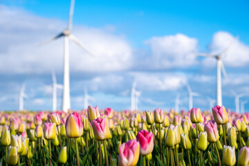 Colorful tulips sway gently in the breeze as traditional windmills stand tall and majestic in the...