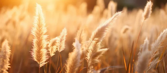 Fotobehang Sunlight streaming through tall meadow grass © Ilgun