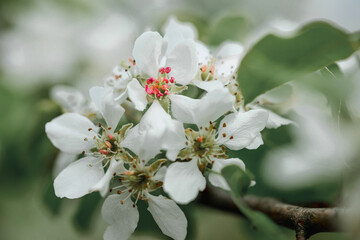 Apple tree blossom with white flower buds in spring orchard 