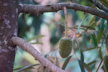 close up of a small durian fruit