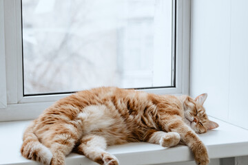 Red cat resting on the windowsill