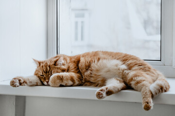 Red cat resting on the windowsill