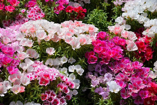colorful godetia flowers blooming at a garden, multicolor flowers blooming in the soil close-up, azalea and clarkia