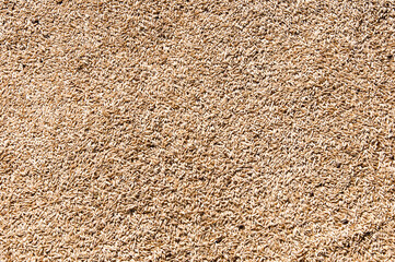 Harvest healthy wholegrain. Cereal grain seed. Barley agriculture. Wheat grain harvest agriculture. Crop and harvest. Wheat grain background. Grain storage