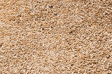 Barley agriculture. Wheat grain harvest agriculture. Crop and harvest. Wheat grain background. Harvest healthy wholegrain. Cereal grain seed. Harvest season