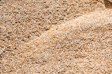 Wheat grain harvest agriculture. Crop and harvest. Wheat grain background. Harvest healthy wholegrain. Cereal grain seed. Barley agriculture. Grain processing