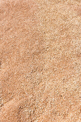 Crop and harvest. Wheat grain background. Harvest healthy wholegrain. Cereal grain seed. Barley agriculture. Wheat grain harvest agriculture. Barley cultivation