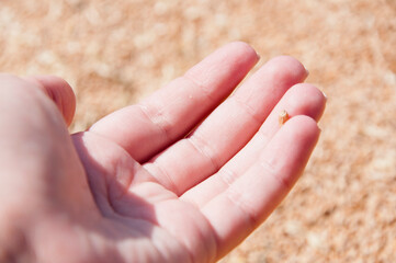 Cereal grain seed. Barley agriculture. Hand of farmer with wheat grain. Harvest agriculture. Wheat grain in hand at mill storage. Harvest in hand of farmer. Healthy wholegrain. Autumnal harves