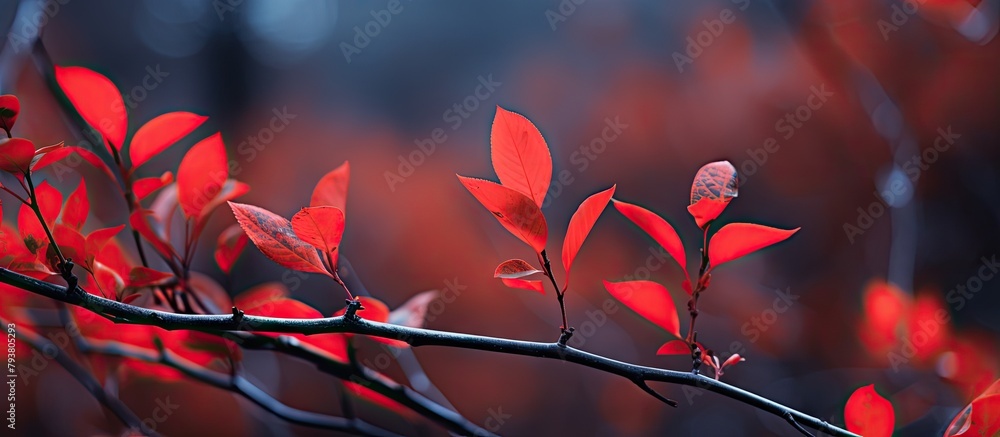 Poster Autumn foliage on a tree branch against red backdrop