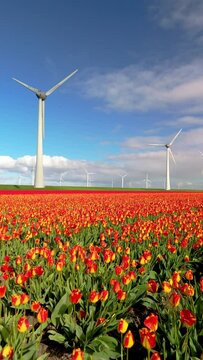 Windmill park in Spring, windmill turbines generating green energy electrically, windmills and tulip flowers on a sunny day