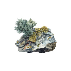 Natural Lichen Growth on Rock Watercolor. Vector illustration design.