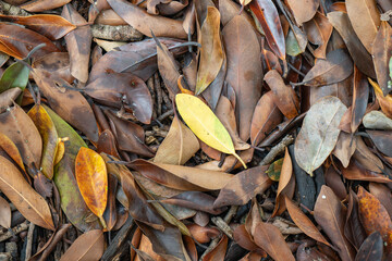 brown leaf background texture wallpaper pattern, earthy organic tree litter, autumn fall nature natural mulch compost